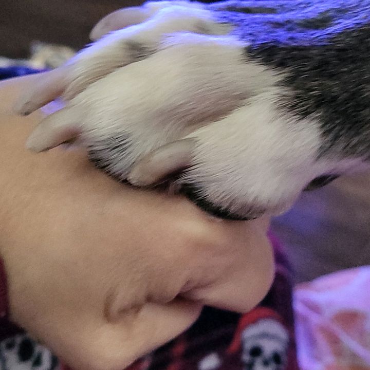 Nikesmom 🐾🫶❤️🐶