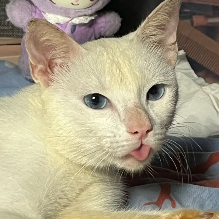 migaile