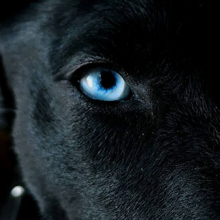 ✴💙𝓡𝓪𝓿𝓮𝓷 𝓑𝓵𝓾𝓮210💙✴