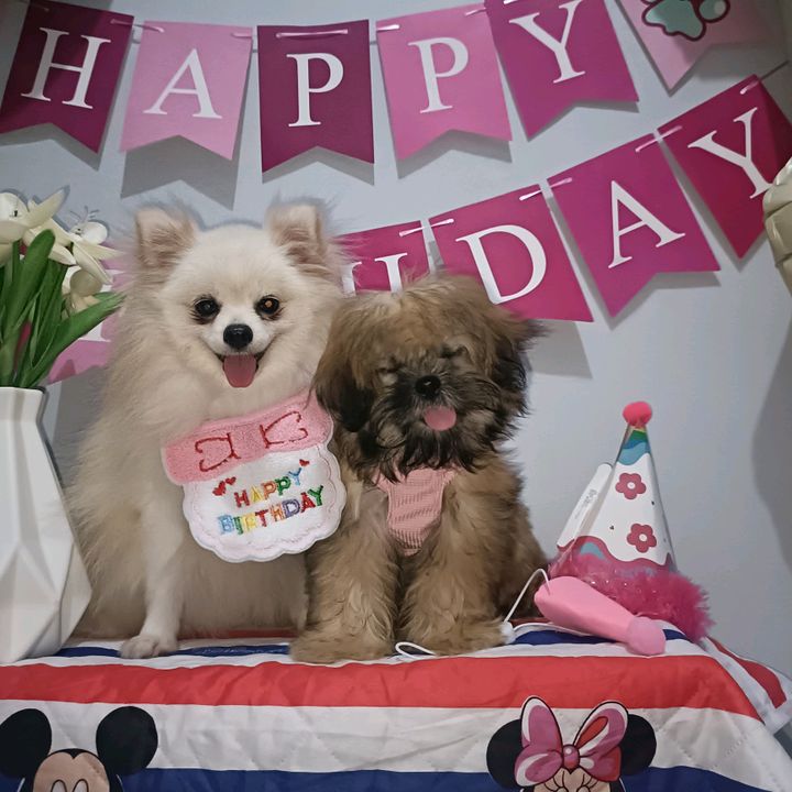 🐶potche the Pom 🐶🇨🇳💝🇵🇭