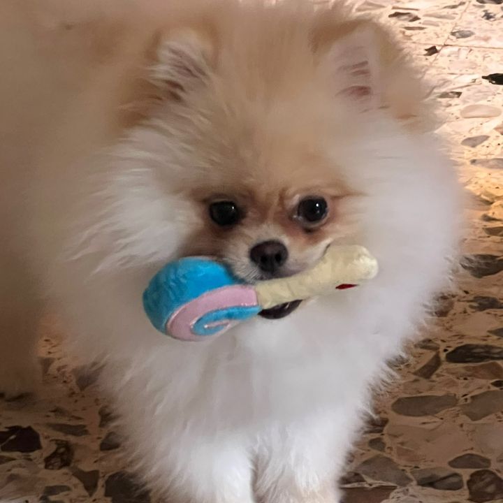 pomeranian_kobe