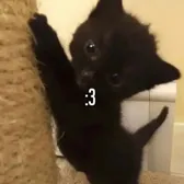 MJ