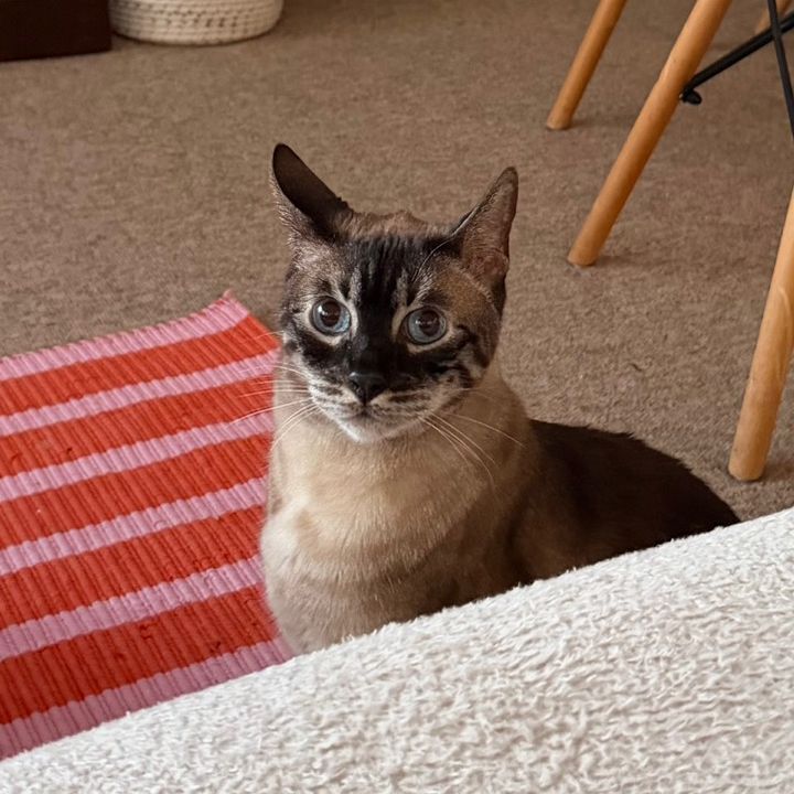 Jade