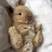 Bibsie