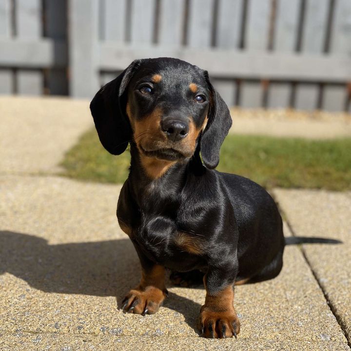 Billy 🐾