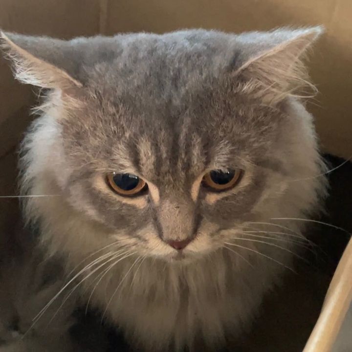 Cute Grey