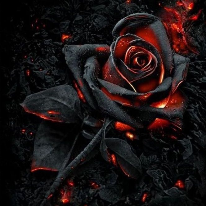 Mr_black_rose_2025_