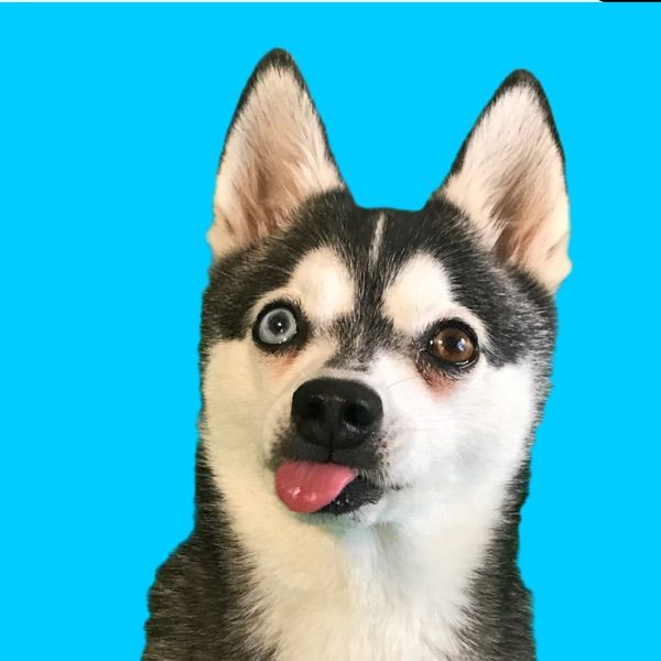 ❤ KODIAK ❤