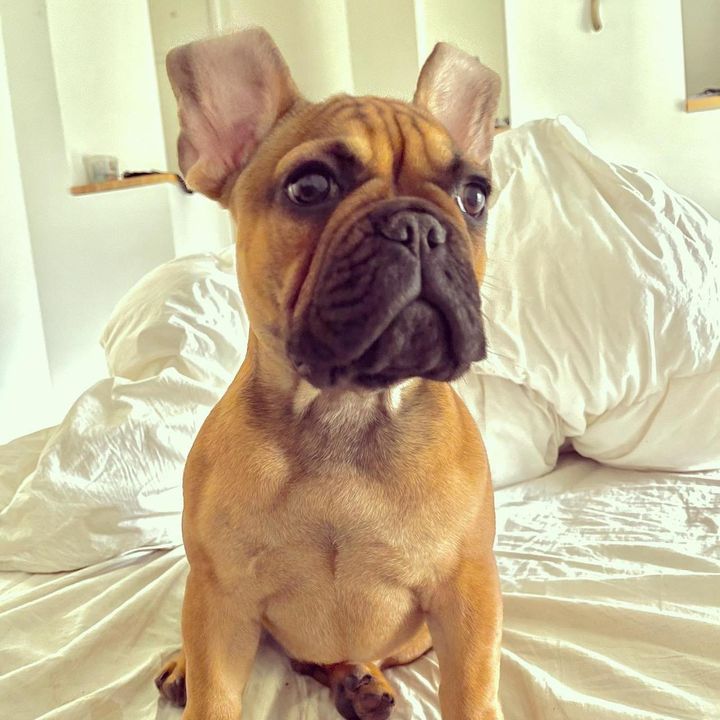 Rythmo_Bully