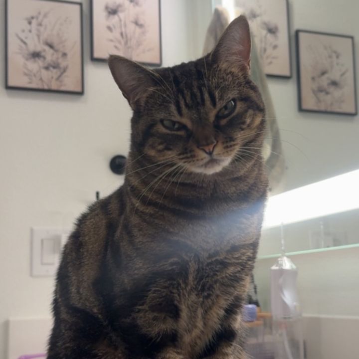 mimimeow_1