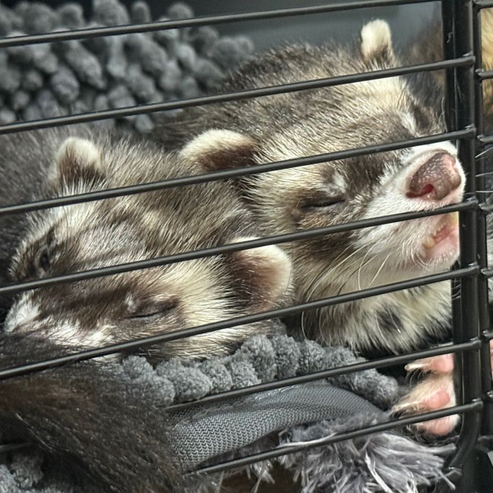 slinkyyted