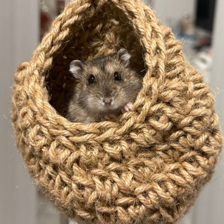 Miky the 🐹💙