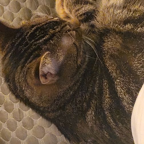 foster mom to neonate kittens