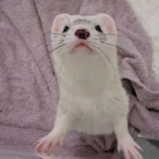 🏴󠁧󠁢󠁷󠁬󠁳󠁿 just fuzzies