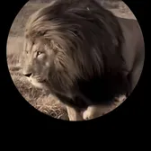 nanabala33