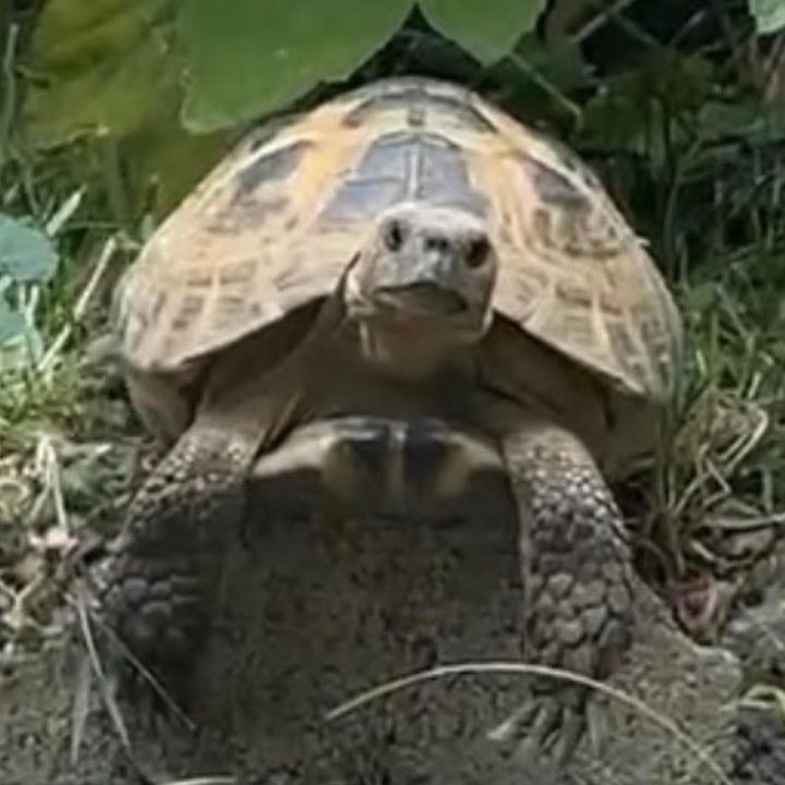 Ploddy🐢