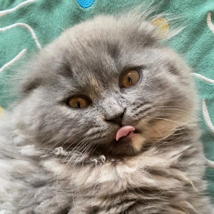 Meowsport_6