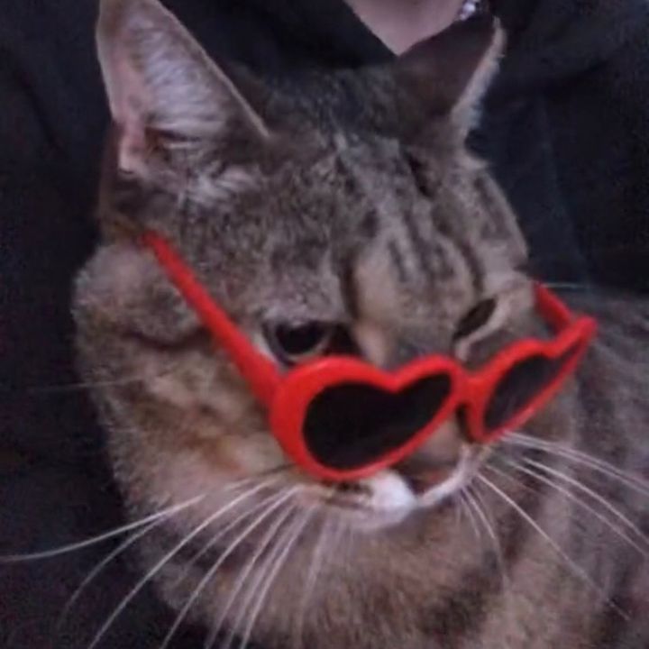 𝕷𝖎𝖑𝖎𝖗𝖔𝖘𝖊 🦝