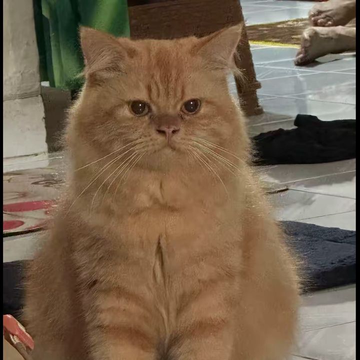 Moza Dungde ( Idung Gede )