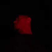 Ivan