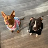 Forman Furbabies