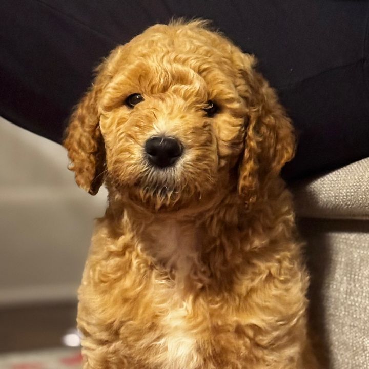 growupwithwinston