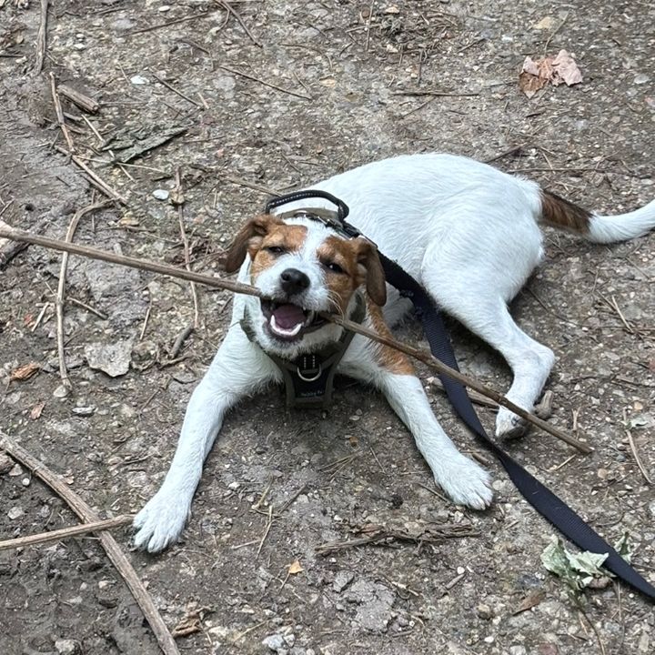 boricethedog