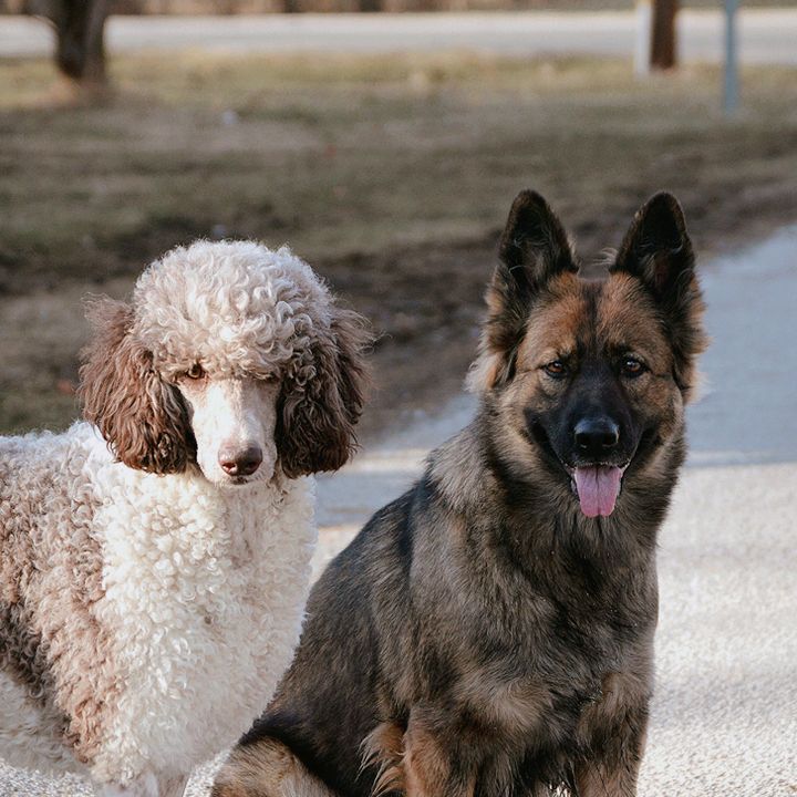 crazy_dog_person