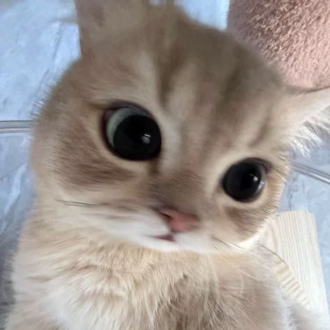 Bunny SugarVibes